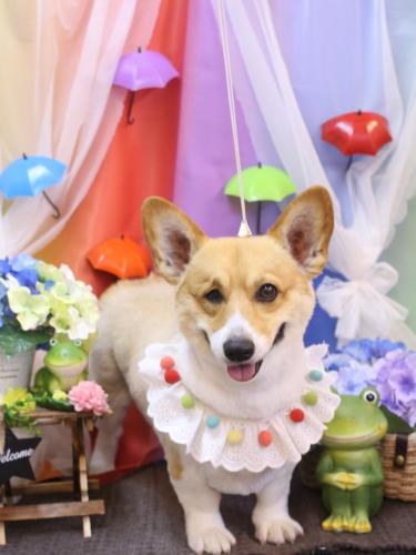 20230627はるちゃん